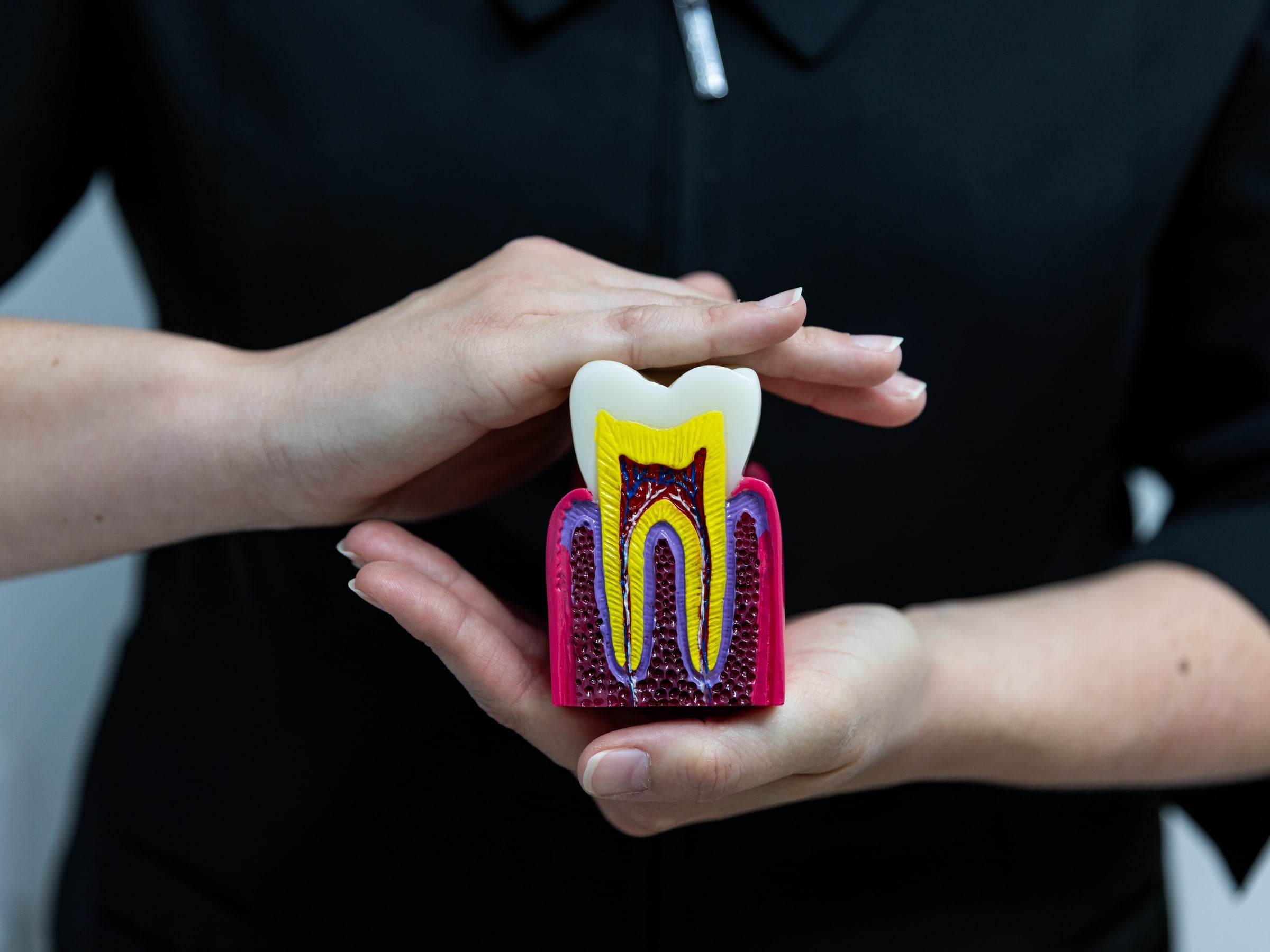 One of our hygienists holds a cross-section model of a tooth